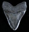 Beastly / Inch Megalodon Tooth #3698-2